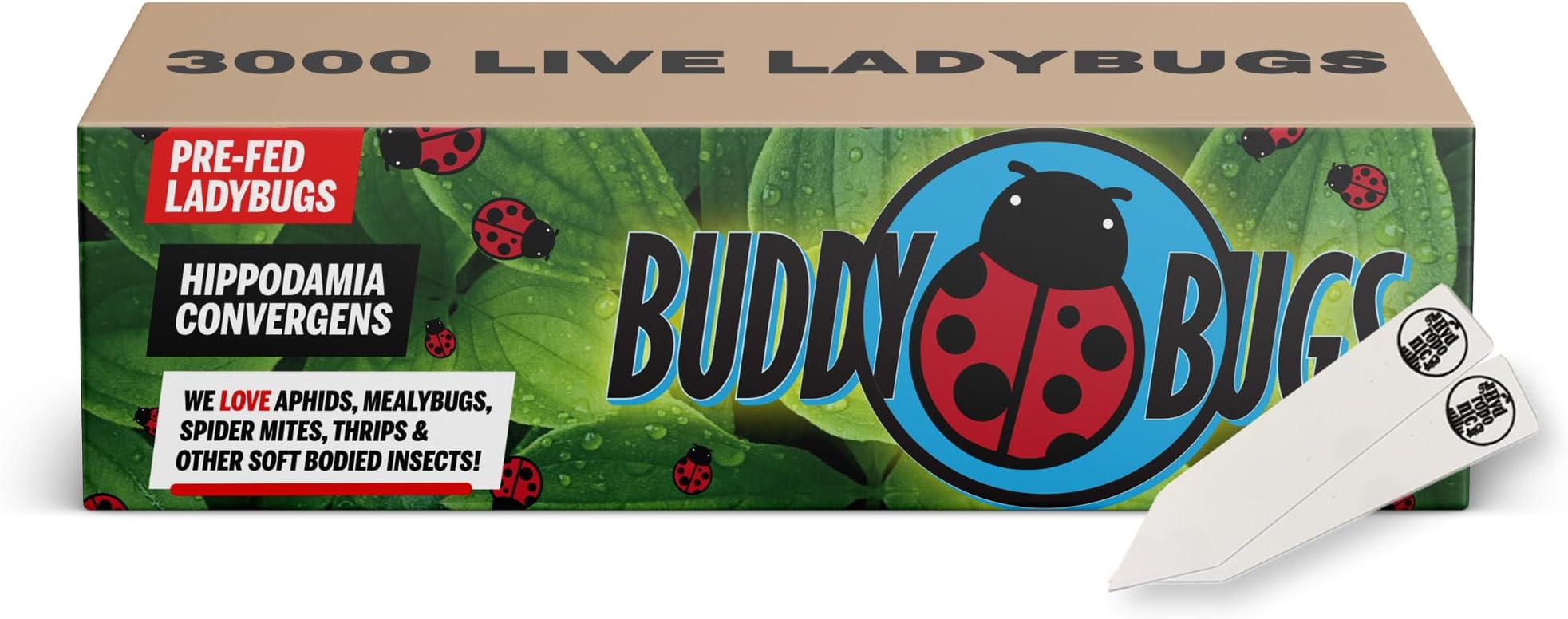 3000 Pre-Fed Live Ladybugs | BuddyBugs | Hippodamia Convergens | Guaranteed Live Delivery | for Aphid Control and Other Insects + 2 THCity Stake