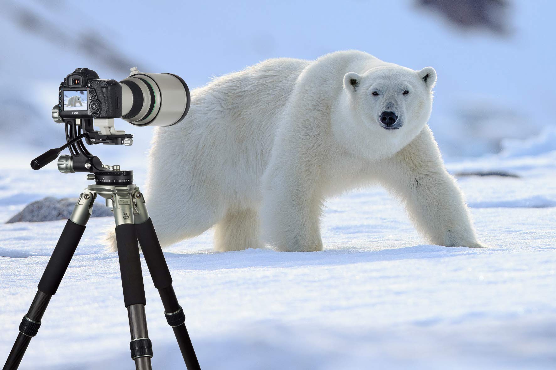 Rollei Lion Rock Gimbal Tripode 30kg Carbon - Dettaglio