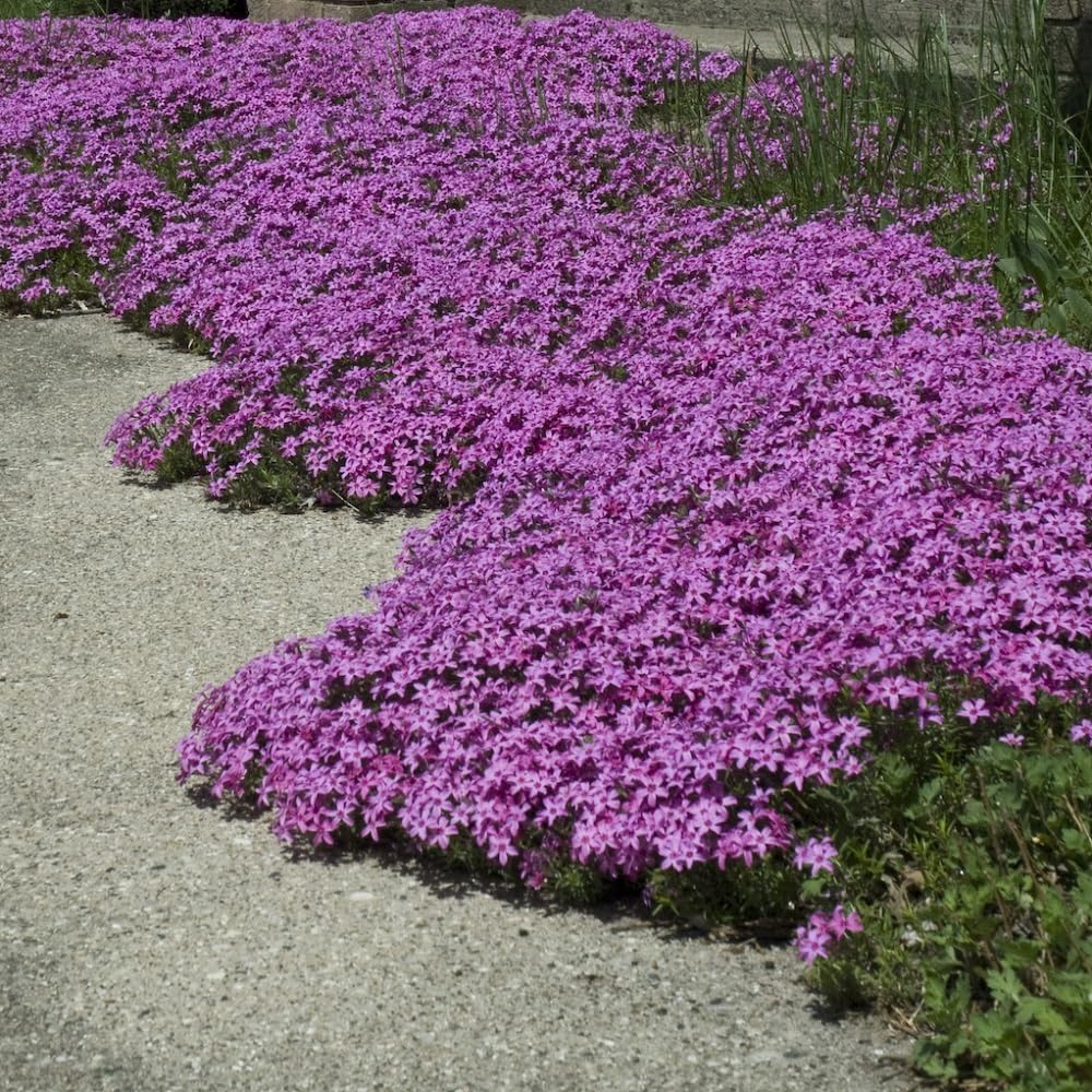 Creeping Phlox 'Red Wing'. Medium Plug Plant x 4. Perennial Flowers Ideal for rockeries. Moss Phlox. Available from Bedwen Plants