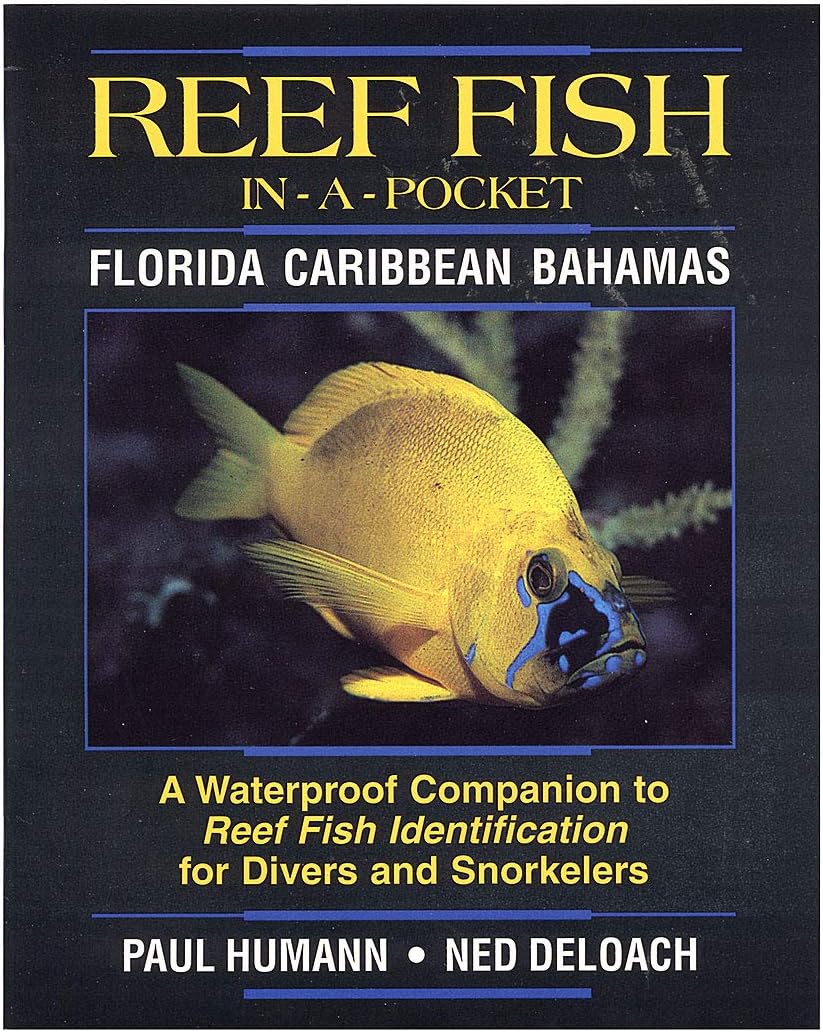 Reef Fish In-A-Pocket, Florida Caribbean Bahamas