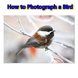How to Photograph a Bird