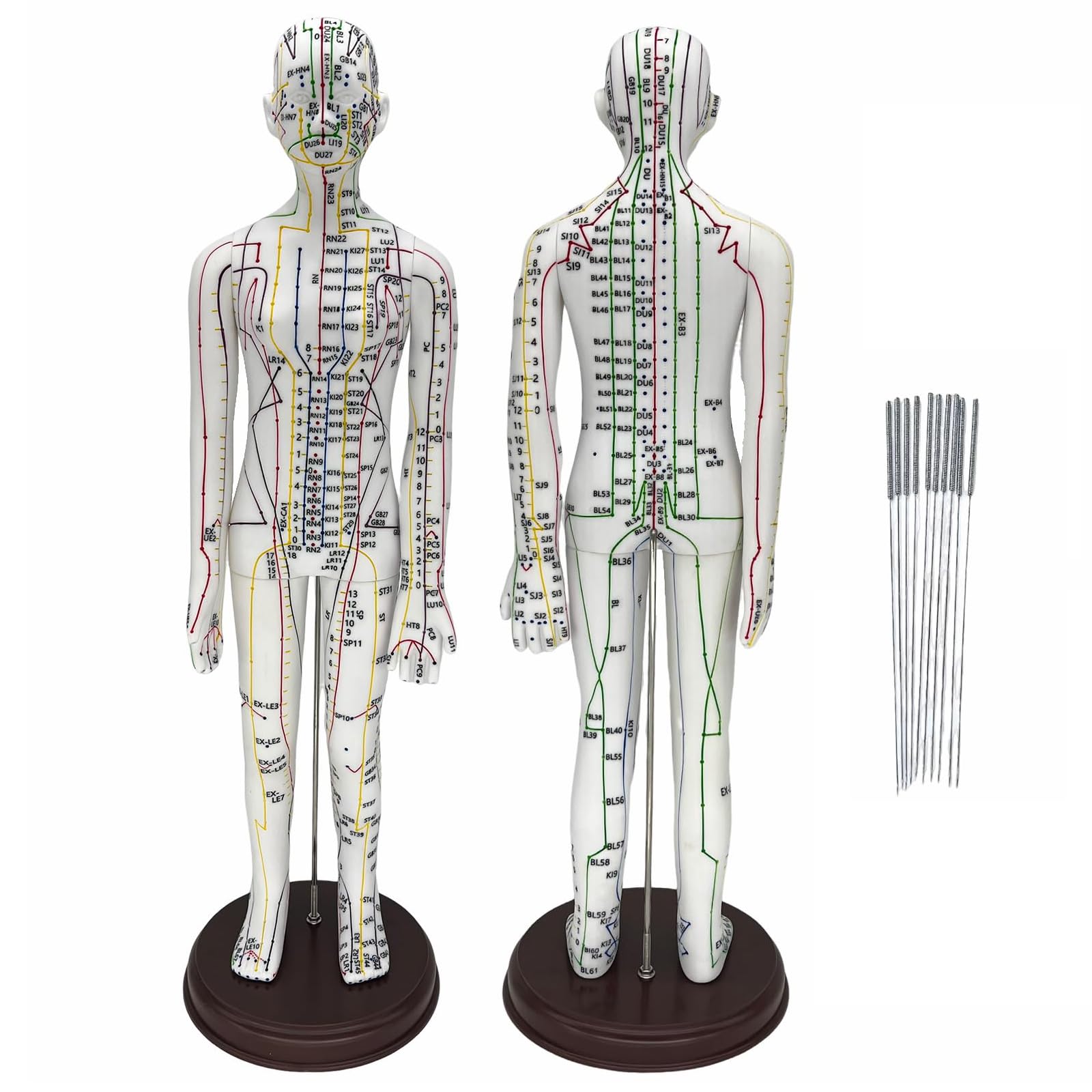 Modèle d'acupuncture à l'échelle 1/3 en PVC haute précision avec guide de repérage
