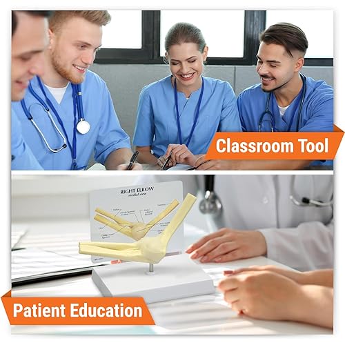 Vista 13 de Modelo anatómico de huesos y articulaciones de pie y tobillo