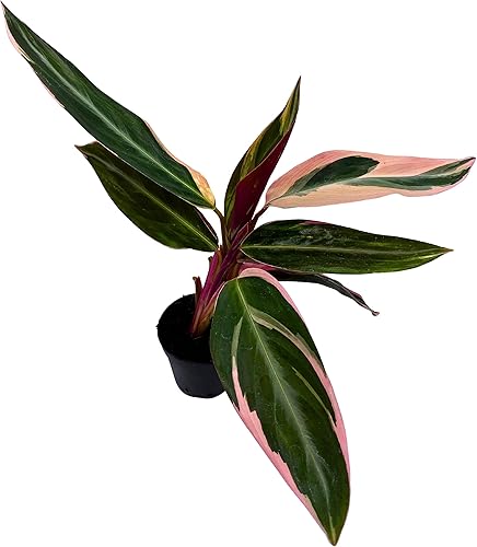 Miniatura 3 de BubbleBlooms Stromanthe Triostar Sanguinea en maceta de 2 pulgadas