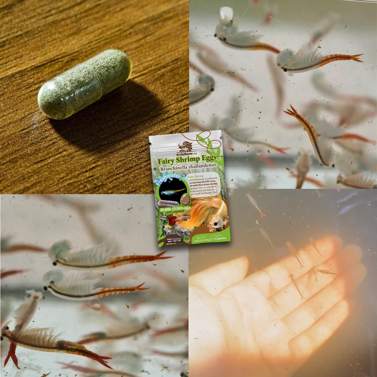 Fairy Shirmp Eggs - for Hatching, Freshwater High Protein Fish Food for Newborn Fry, Betta Fish, and Other Aquatic Species. 5 Packs (20 Capsules)