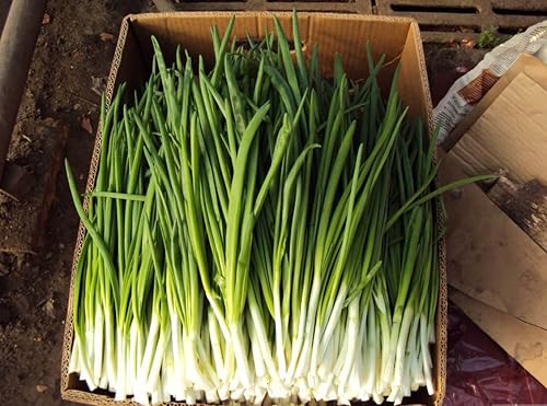 Miniatura 5 de Semillas de cebolla galesa que agrupa vegetal verde para plantar sin OMG