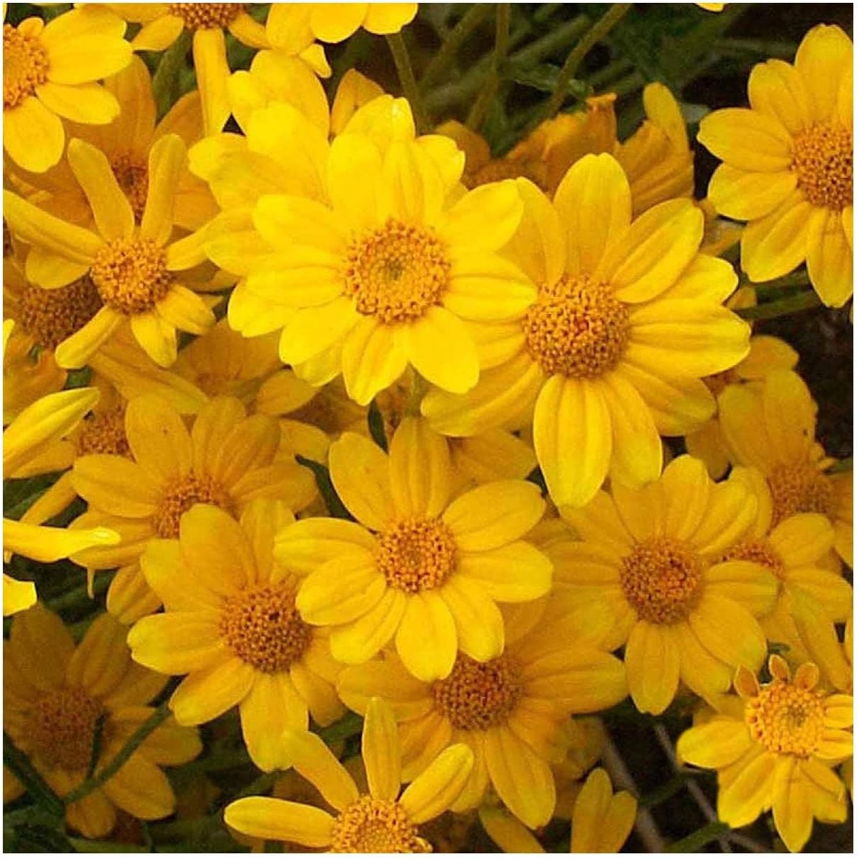 Everwilde Farms - 1/4 Lb Oregon Sunshine Native Wildflower Seeds - Gold Vault