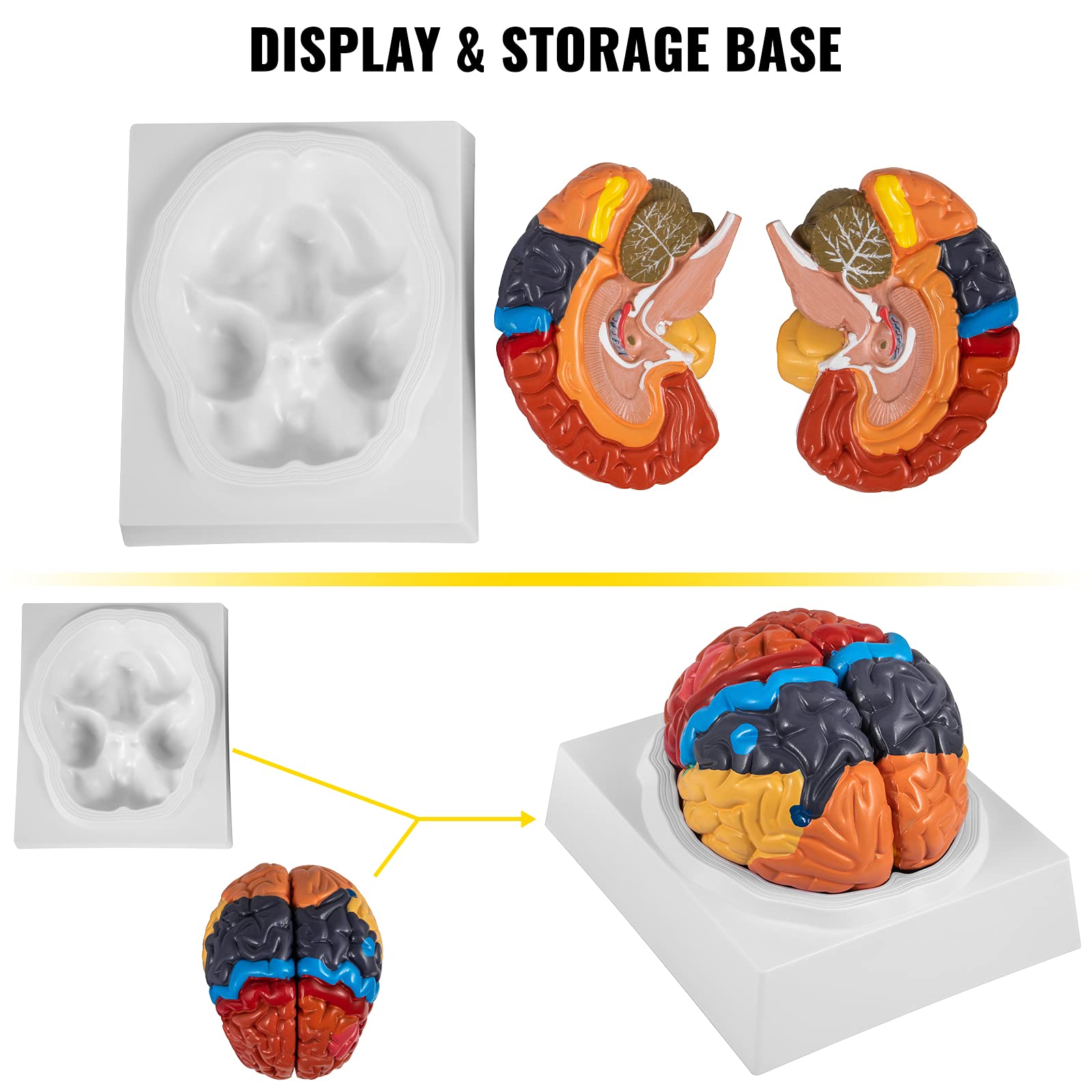 Medical Teaching Model Dyna-Living 2X Life Size Human Brain Model ...