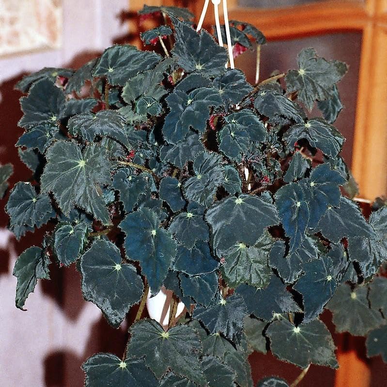 Black Velvet Begonia Live Plants, Dark Foliage with Velvety Texture, Set of 2 - Indoor/Outdoor