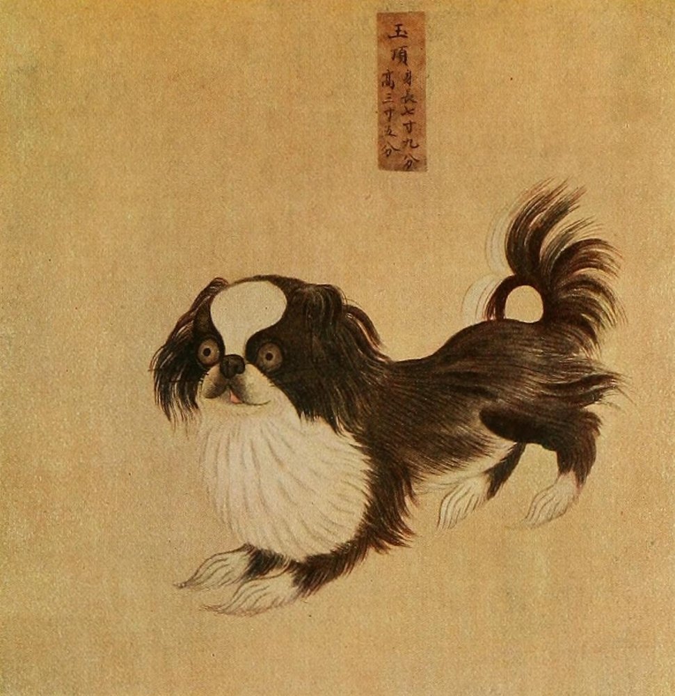 Amazon.com: Posterazzi Pekingese Dogs of China & Japan in Nature