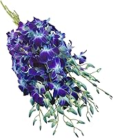 Vista 3 de eflowerwholesale - Orquídeas Moradas de Corte Premium (Apoya Pequeños Negocios) (Azul, 10 Tallos con Florero)