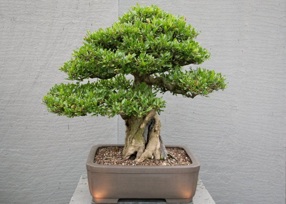 SAFLAX - Bonsai - Zwerg-Granatapfel - 50 Samen - Mit keimfreiem  Anzuchtsubstrat - Punica granatum nana : Amazon.de: Garten