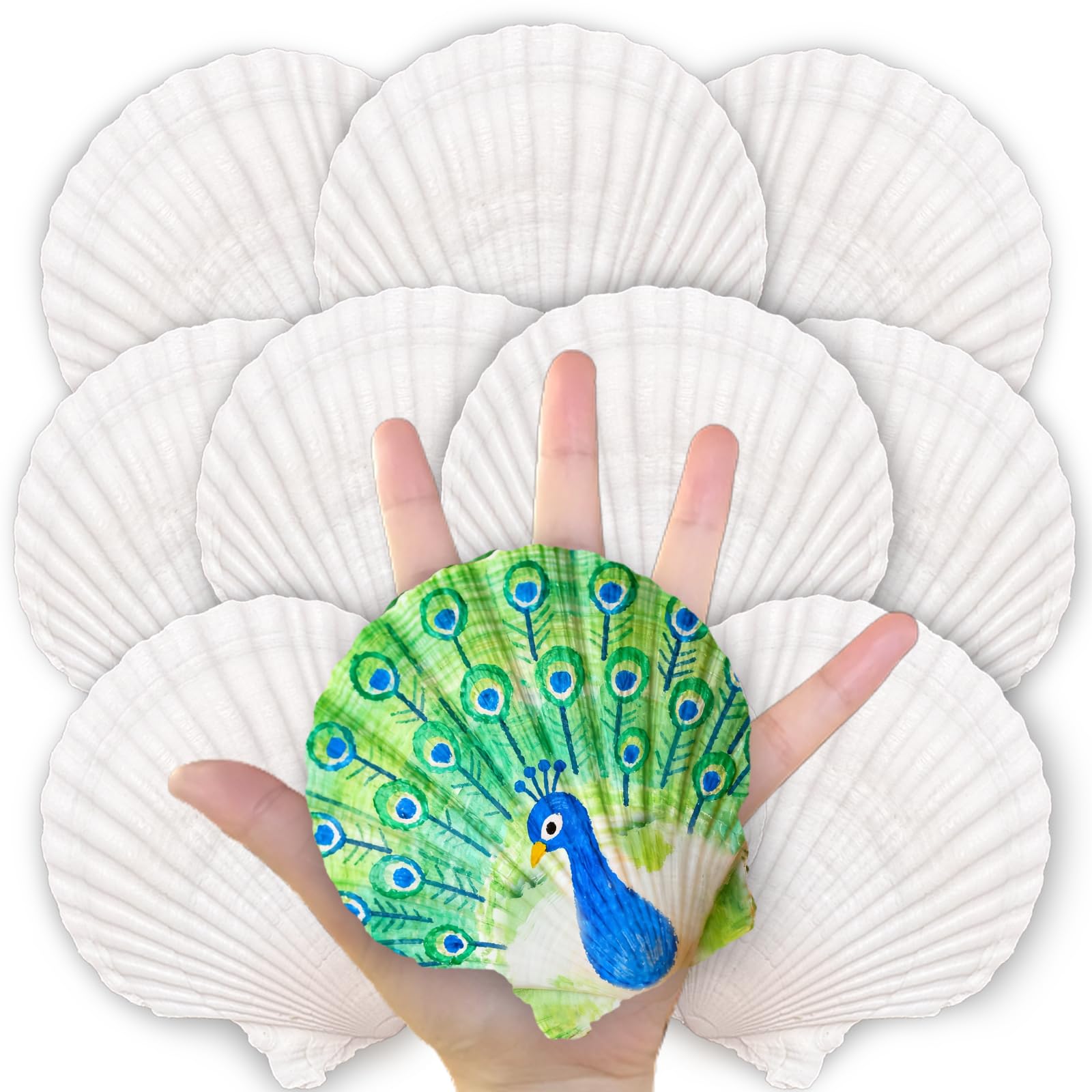 Photo 1 of  Large Scallop Shells for Crafts, 4-5 Inch Natural Sea Shells for Decorating, White Seashells Bulk for DIY Crafting, Painting, Baking, Ocean Themed Party Supplies & Decorations