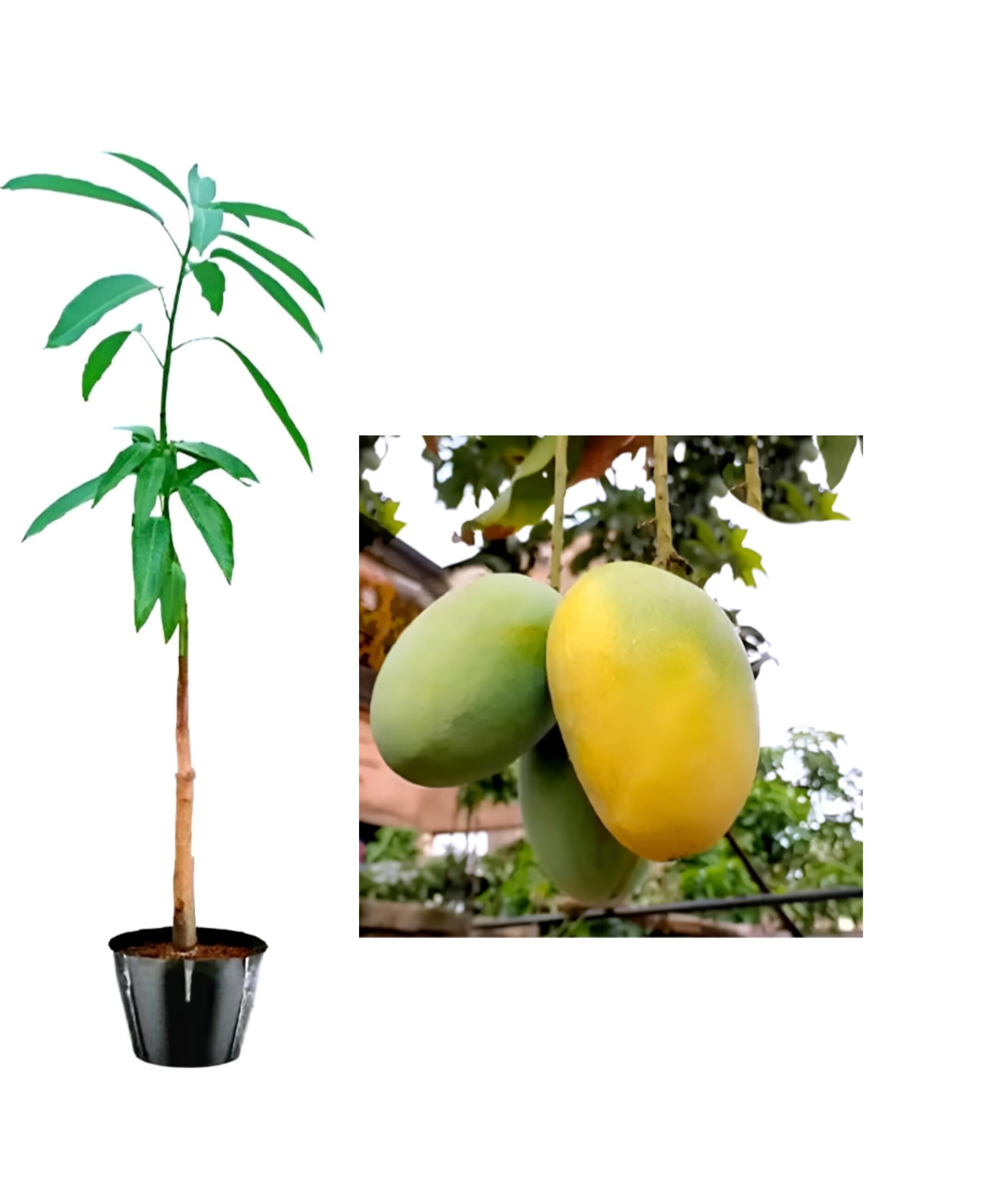 BUBLIX Grafted All Season Himsagor Mango Fruit Plant Fresh Natural Quality, Healthy & Delicious, Perfect Taste For Home Garden Outdoor Tree with out pot.-image-25
