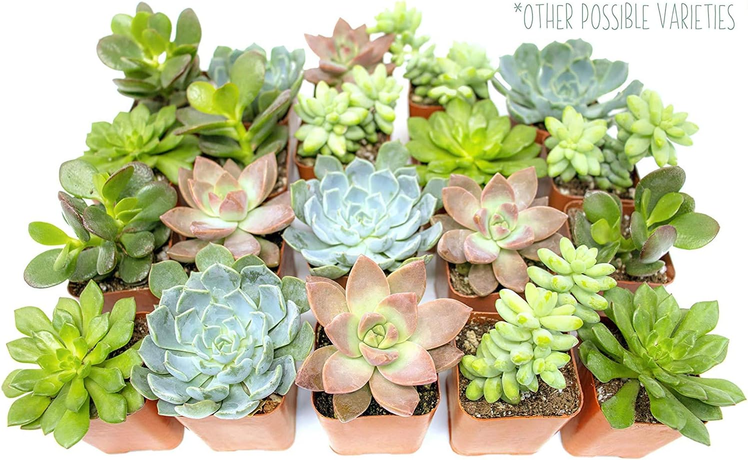 Succulents Plants Live in Garden Succulent Planters, Live Succulent Plants Live Plants in Taupe Planter Pot, Live Succulents Unique Gardening Gifts for Plant Lovers, Succulent Gifts by Plants for Pets