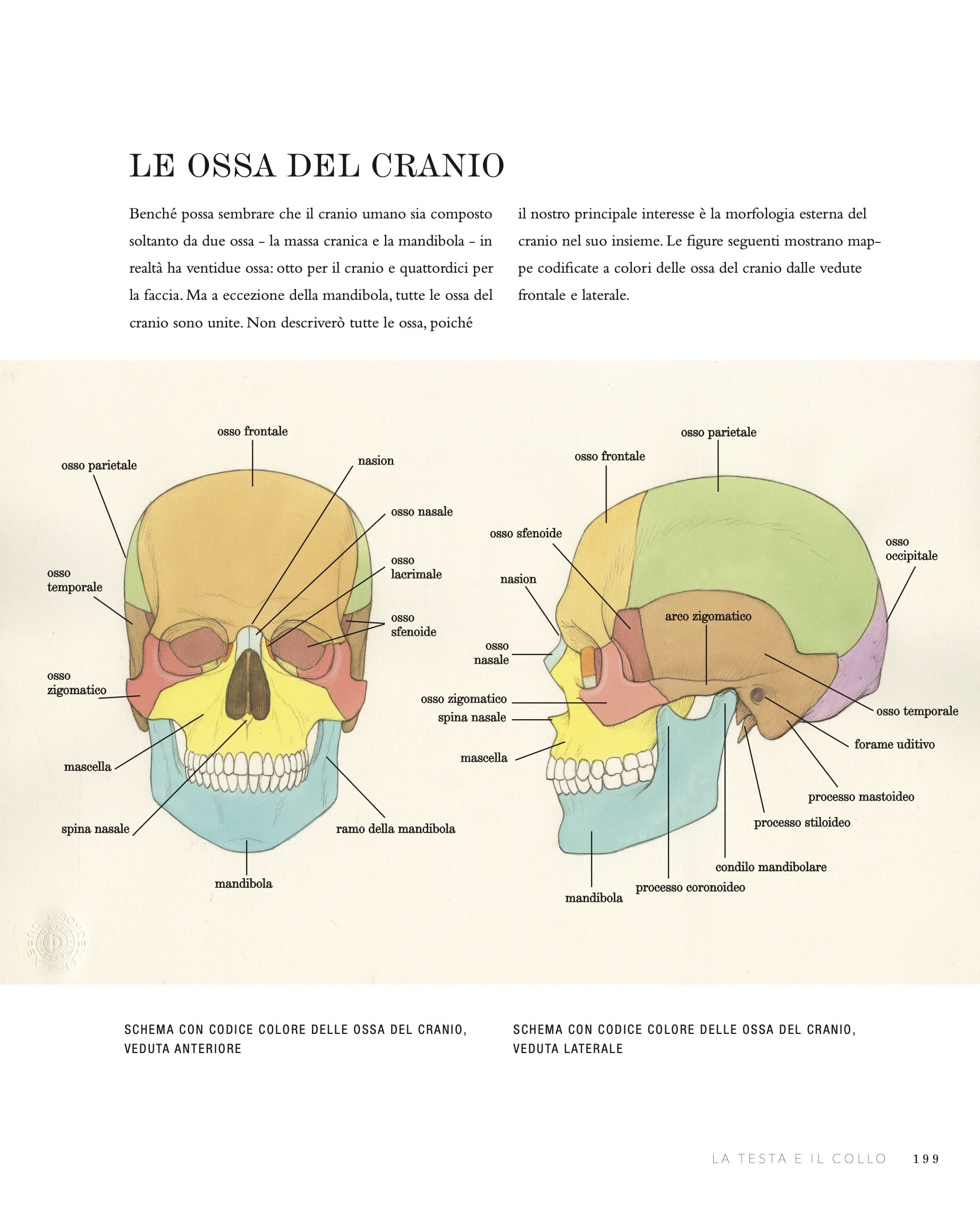 Fondamenti di anatomia artistica