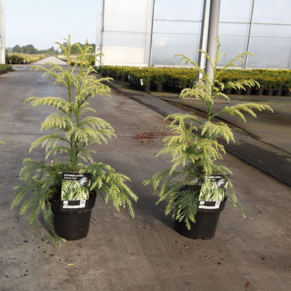 Cryptomeria Japonica 'Sekkan Sugi' - Elegant Yellow Foliage Tree for Landscapes 1 Litre Pot x 1 by Thompson & Morgan
