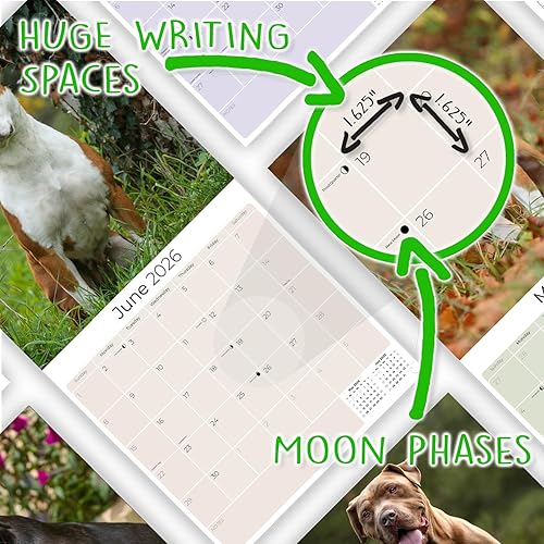 Miniatura 6 de Calendario 2025 2026 de American Staffordshire Terrier  Calendario mensual de pared de raza de perro  12" x 24" abierto  Papel grueso sin sangrado