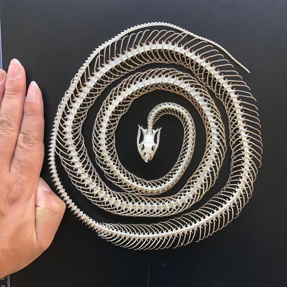 Scheletro di Serpente tassidermizzato 1m/39,37 Pollici, Forniture di tassidermia per l'educazione scientifica, Regalo Speciale