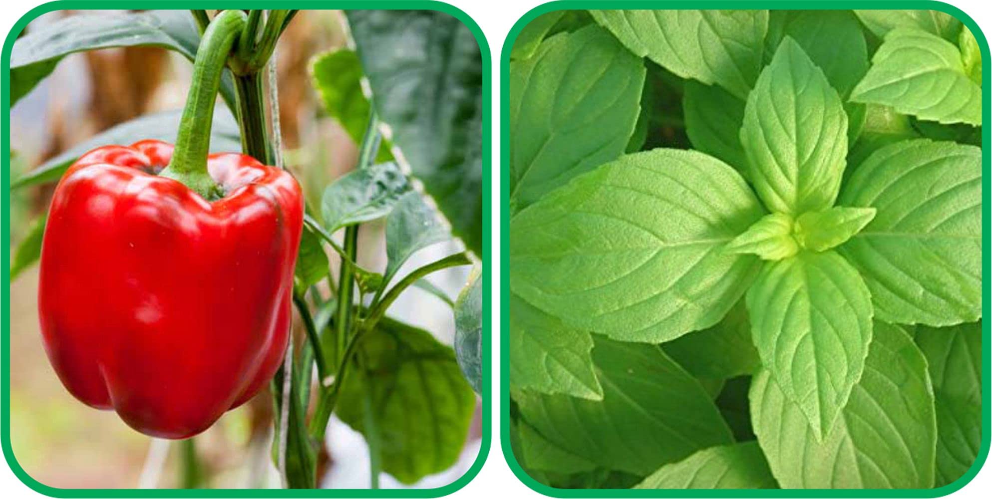 Aero Seeds Lemon Basil (100 Seeds) And Capsicum Red (30 Seeds) Vegetable Seeds Pack (B0989XXCZD) Amazon Price History, Amazon Price Tracker