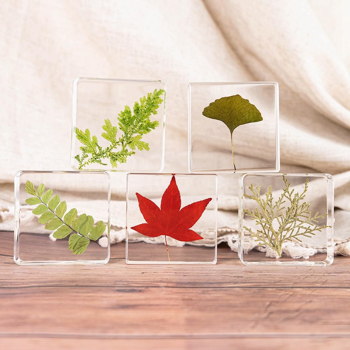 Preserved Flowers, Real Plant Flower Specimens in Resin for Closer-Look & Study in Safe Healthy. Crystal Crafts Decorations. Science Classroom Specimens for Home Office Decor (XS Size 12pcs Plant)