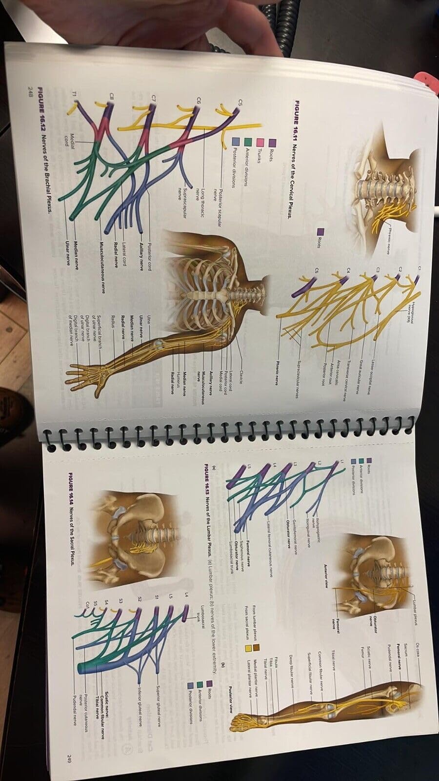 Laboratory Manual by Wise for Saladin's Anatomy and Physiology — Amazon image 2