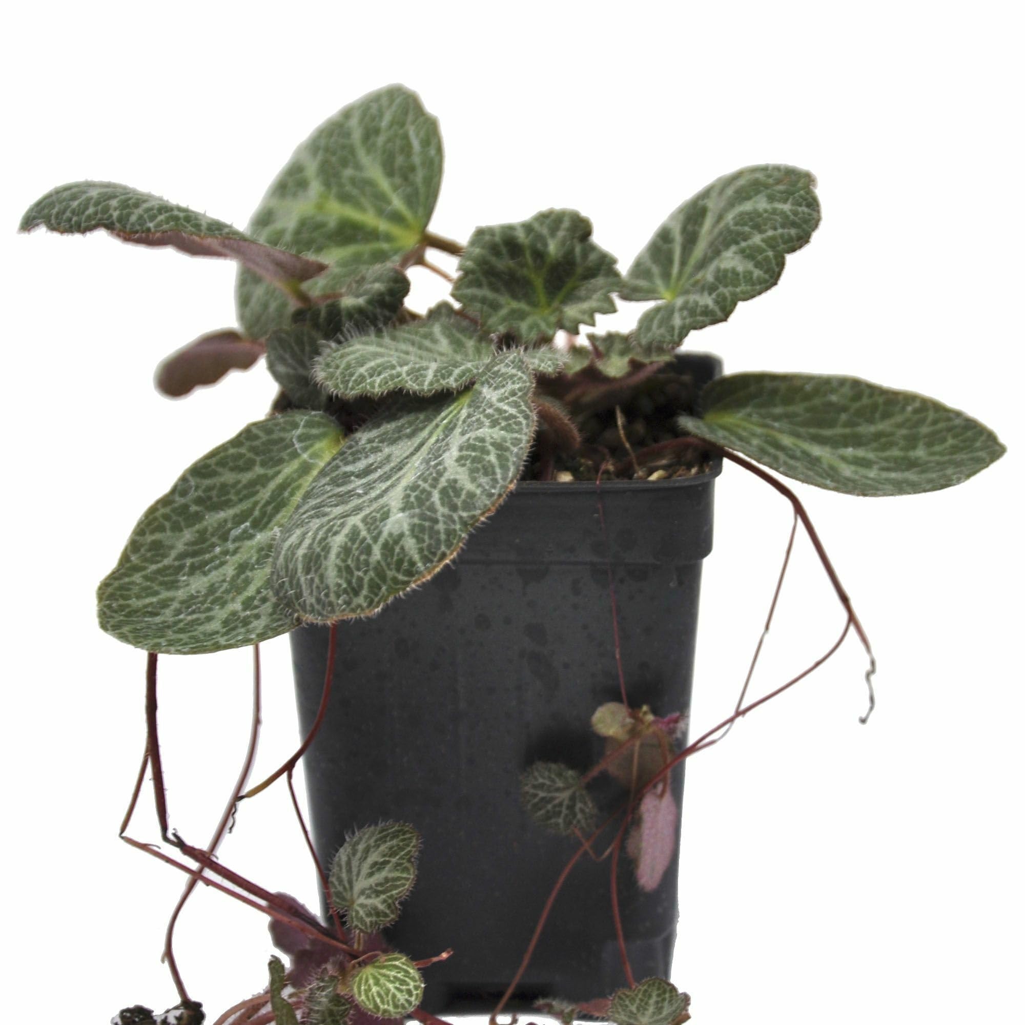 Saxifraga stolonifera