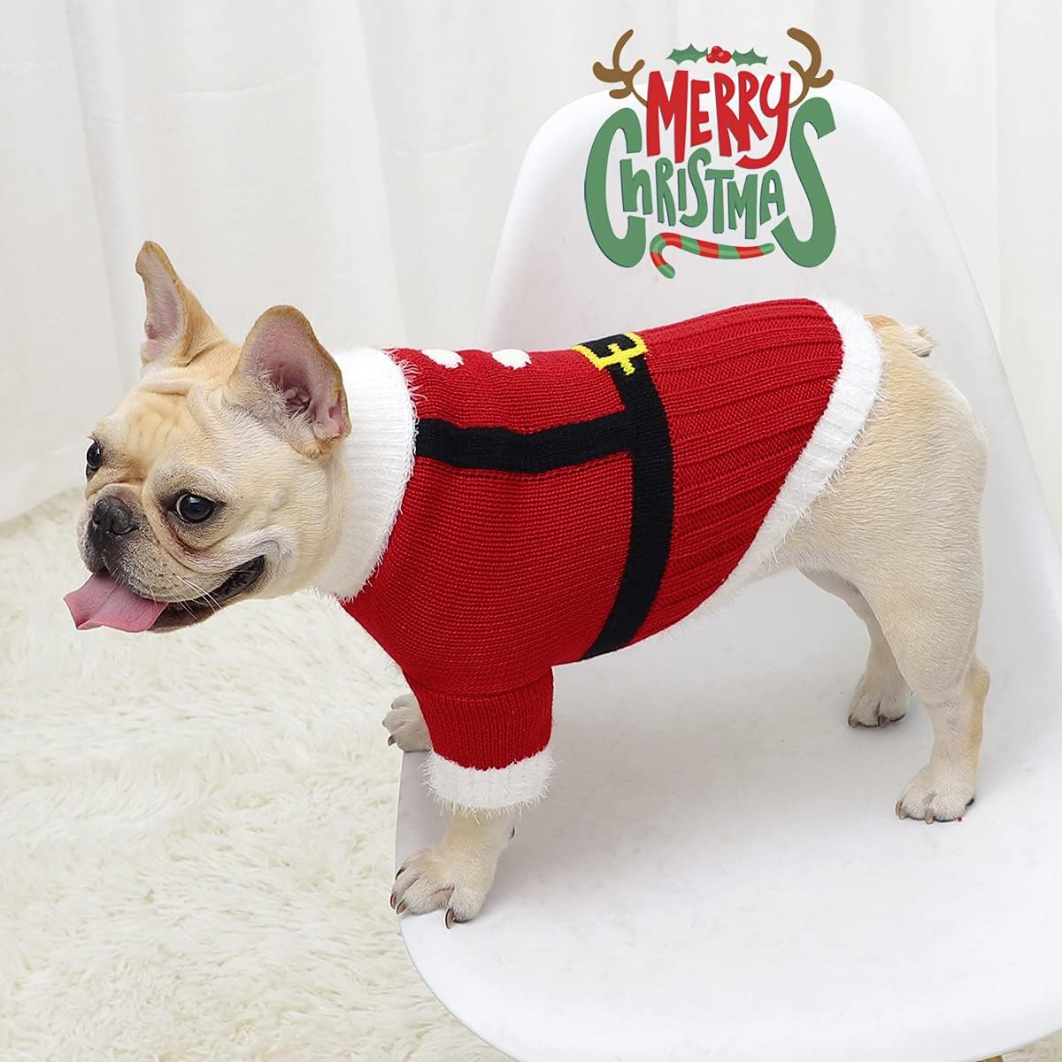 kitten clothes petsmart