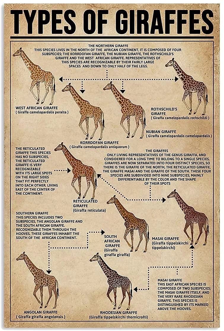 Metal Tin Sign Types Of Giraffes Knowledge Metal Signs,Tavern Poster Garage Man Cave Club Novelty And Interesting Bathroom Toilet Wall Decoration 12X16 Inch