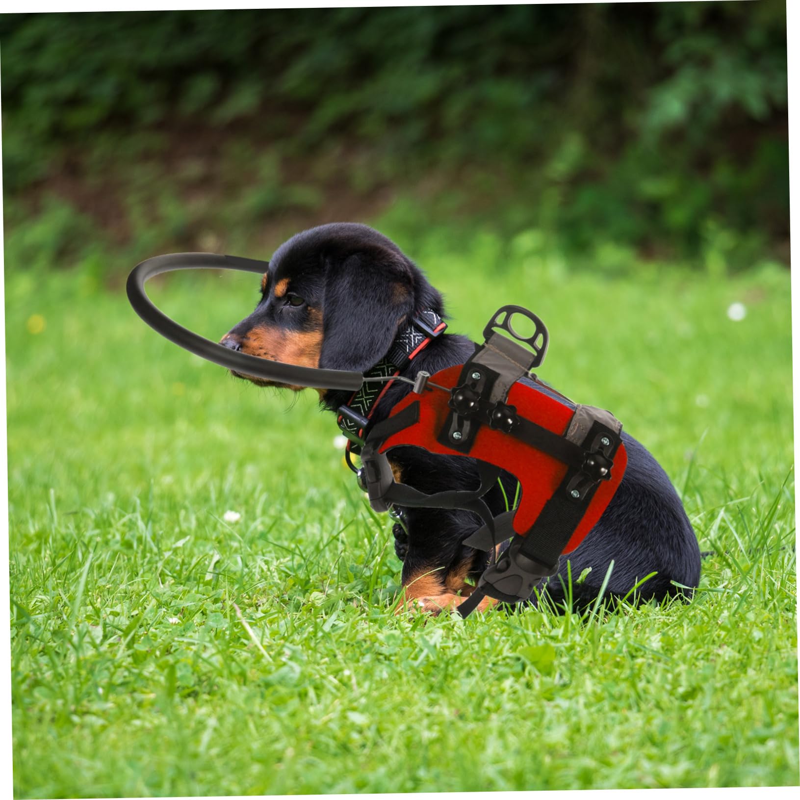COLLBATH Hundegeschirr für Blinde Hunde mit Antikollisionsring Verstellbar für Sichere Erkundungen im Freien Leicht und Praktisch für Reisen ohne Branding und Superlative