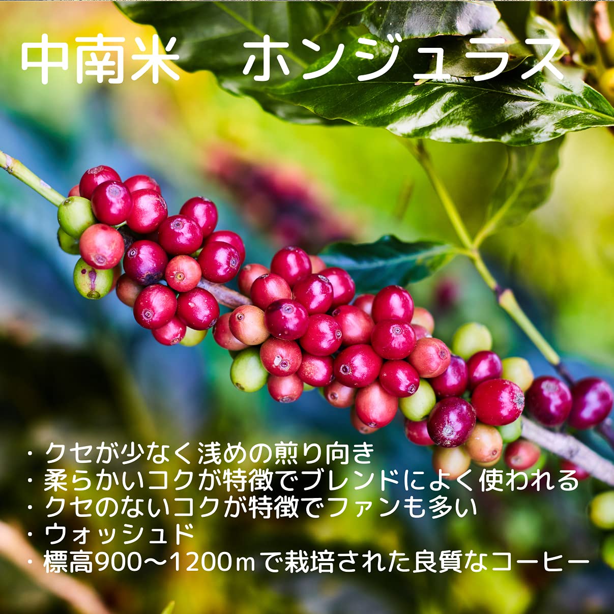 Amazon.co.jp: GRATEFULCOFFEE コーヒー生豆 ホンジュラス HG 1kg