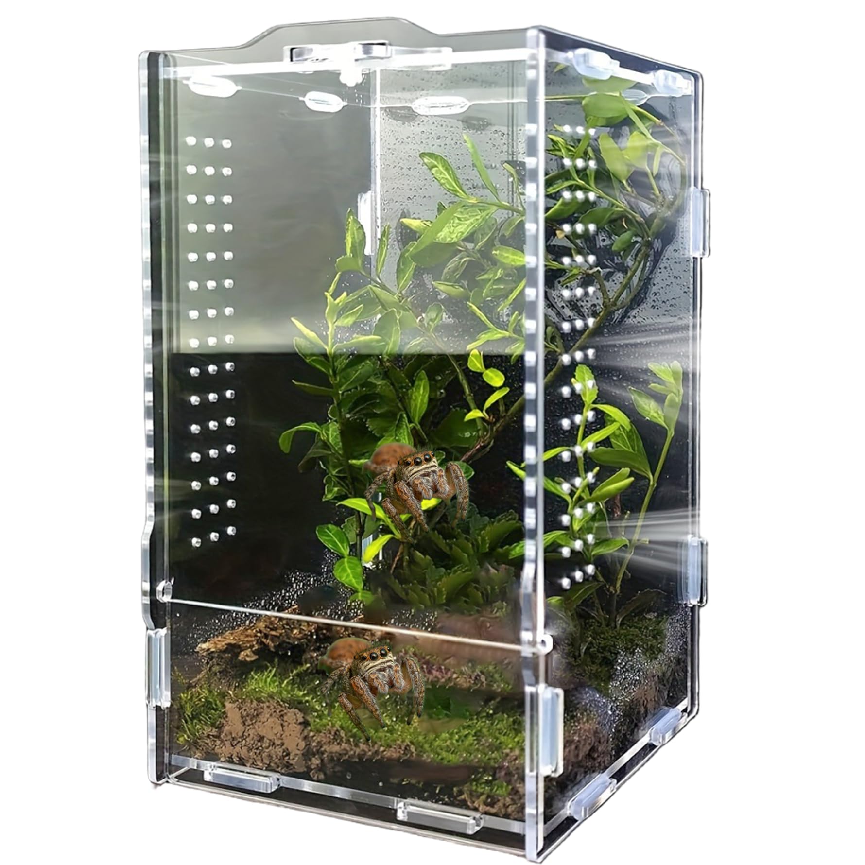 Terrario de araña en acrílico con visión de 360 grados para artrópodos