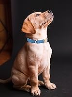 Vista 96 de Collar de Algodón Suave para Perro con Hebilla de Metal Ajustable de Servicio Pesado Cómodo Collares de Pana para Perros Pequeños, Medianos