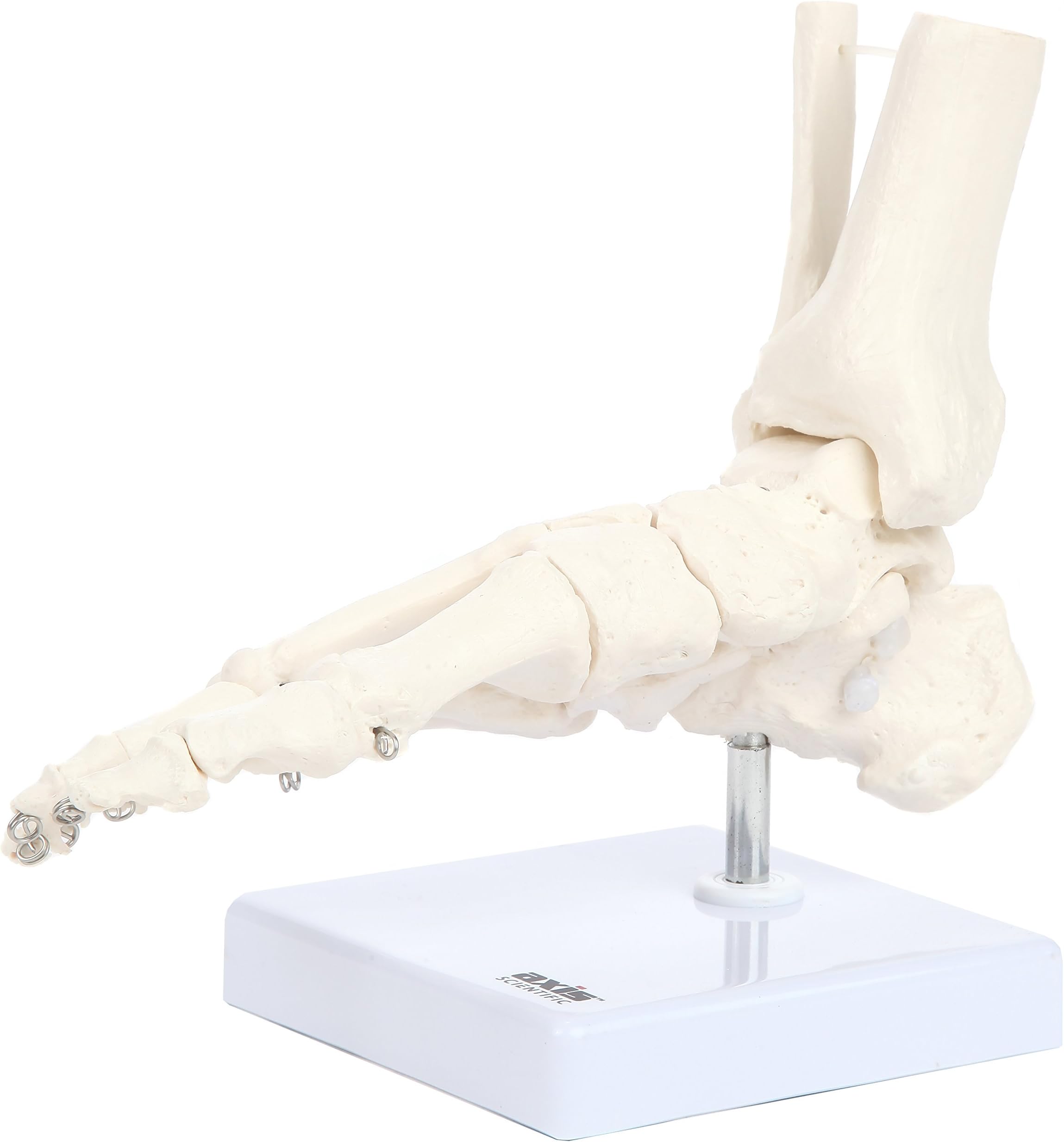 Axis Scientific Life-Size Human Skeletal Foot Model with Ankle - Foot Bones & Joints Articulated with Wire - Includes a Sturdy Base for Display