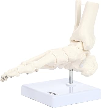 Axis Scientific Life-Size Human Skeletal Foot Model with Ankle, Wire-Articulated Bones for Natural Positioning, Includes Lower Tibia and Fibula, Sturdy Display Base