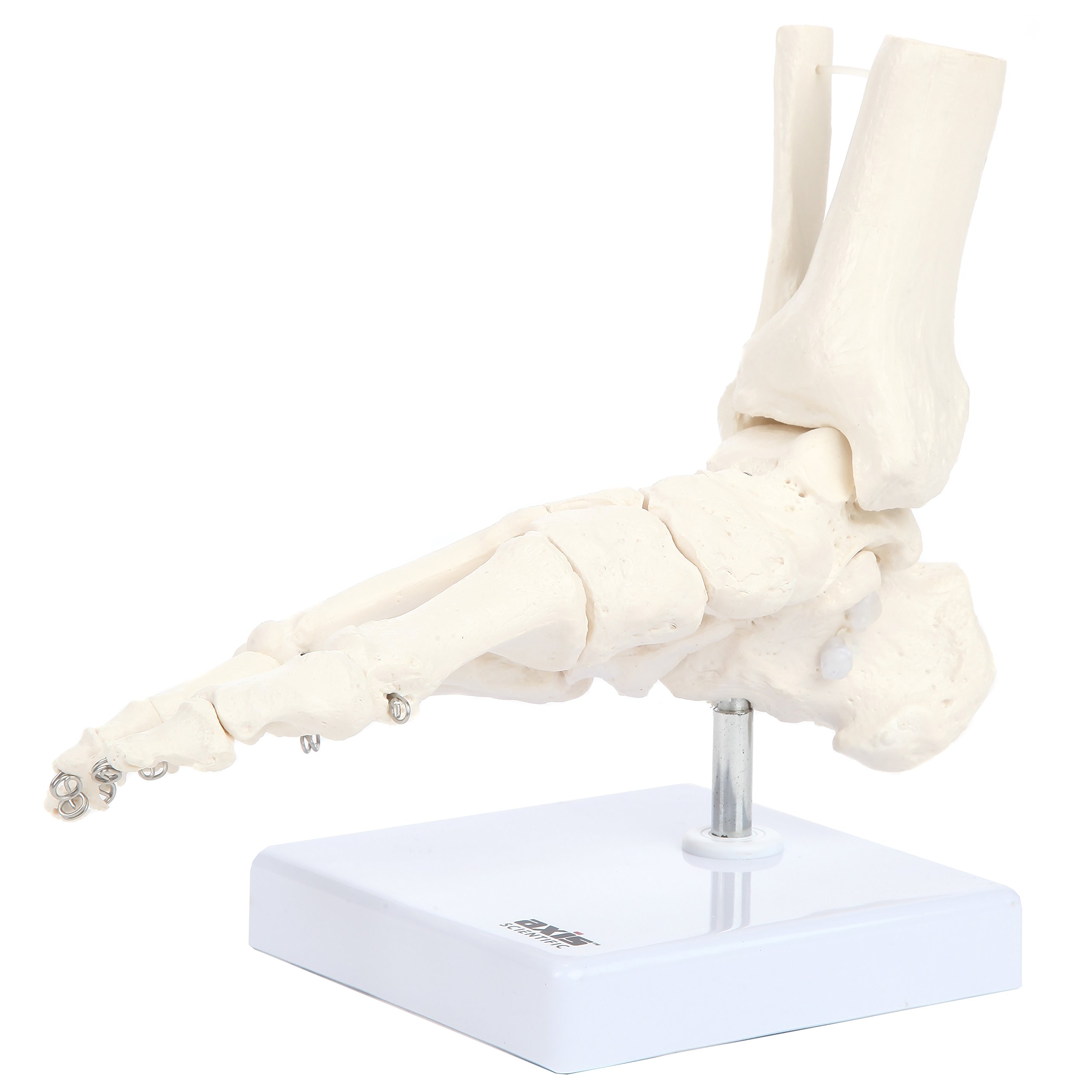Life-Size Human Skeletal Foot Model with Ankle - Foot Bones & Joints Articulated with Wire - Includes a Sturdy Base for Display