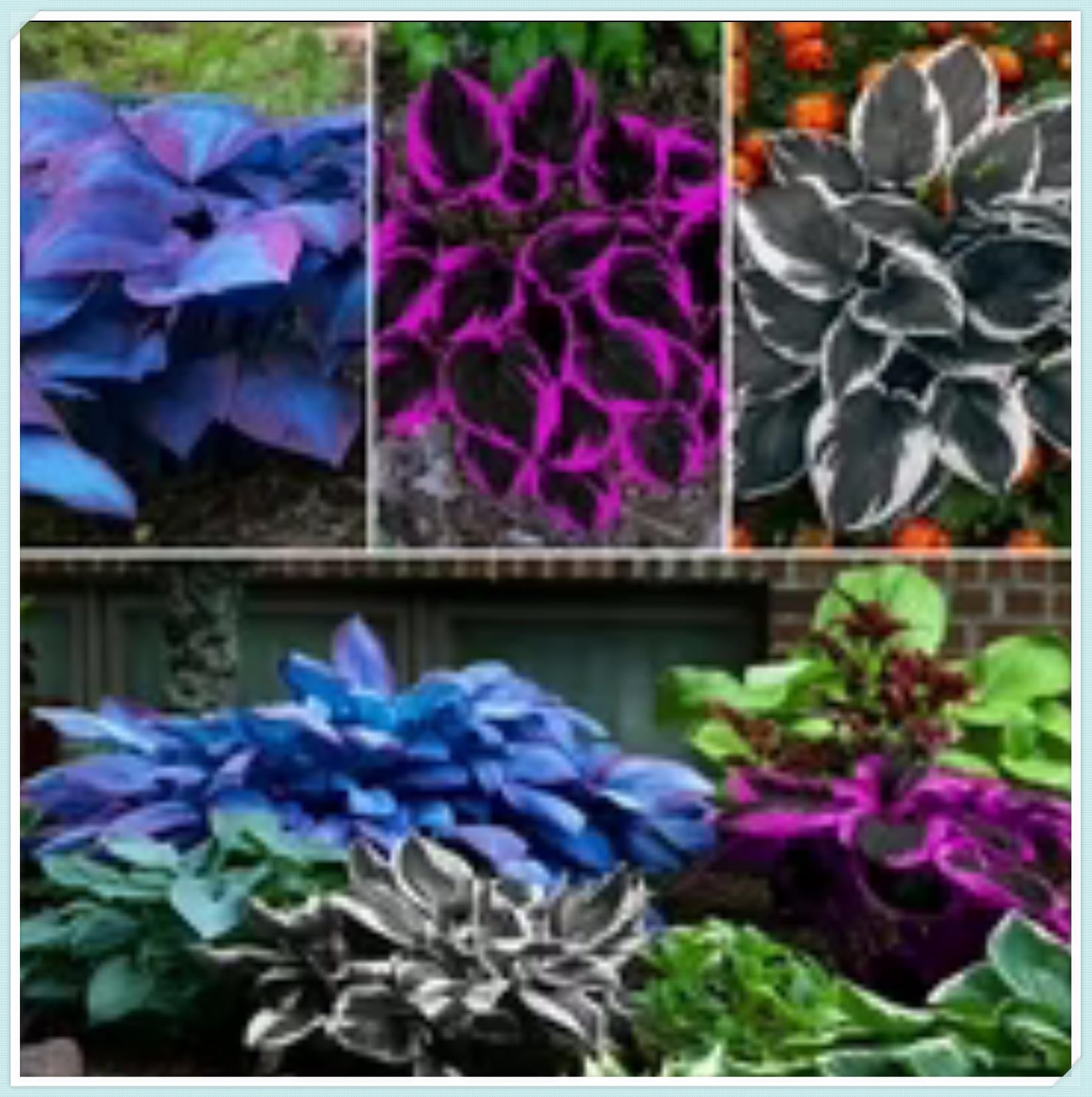 Bloom Year After Year Large Hosta Plants Ornamental Flowers/Hardy Perennial/Wedding Flowers-8bulbs-d