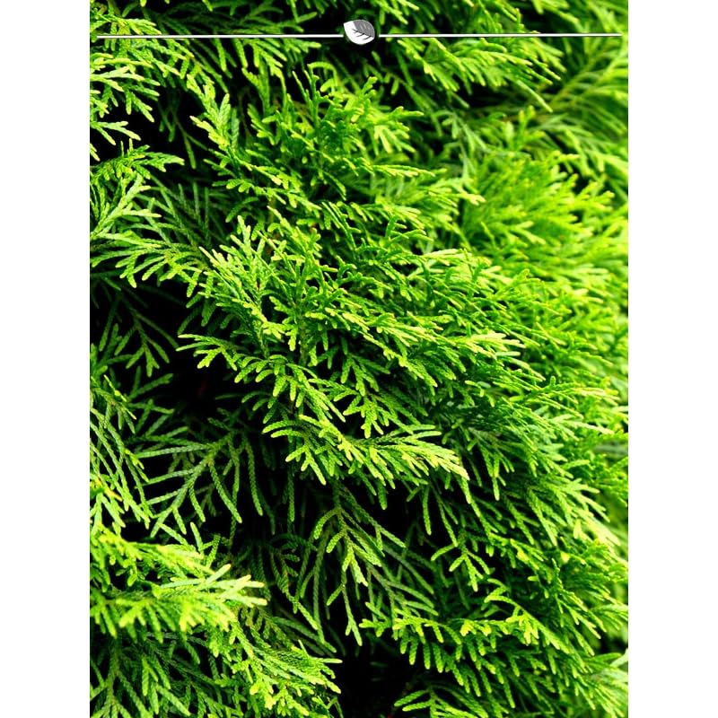 amazon weihnachtsstern auen LED Weihnachtsstern 3D  56 cm / Stern mit 18 Zacken und Timer / Weihn