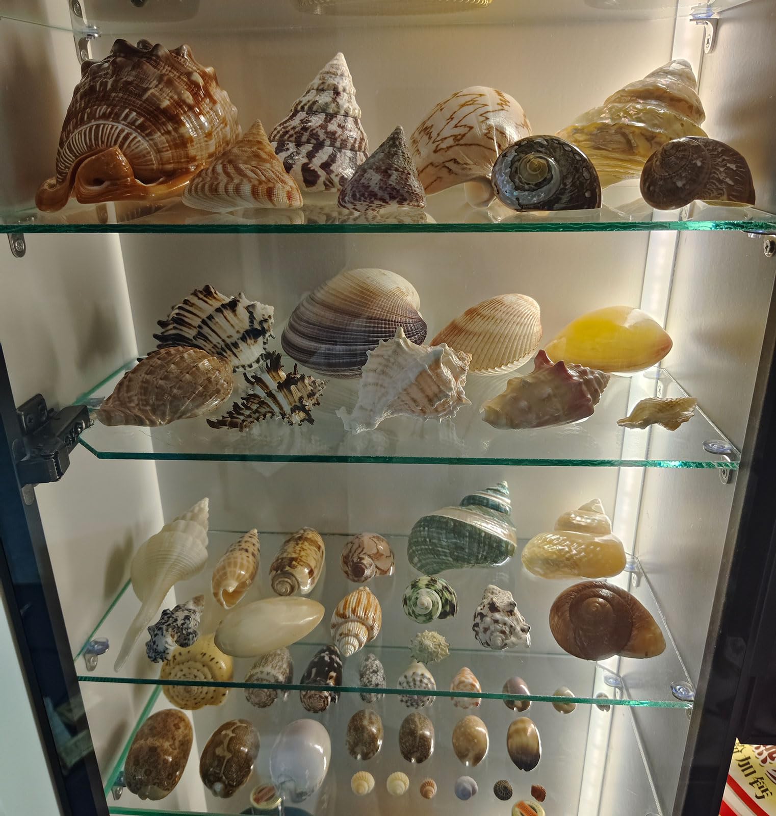 caracola, Conchas de 4 a 7 pulgadas for fiestas temáticas playa, bodas(I)