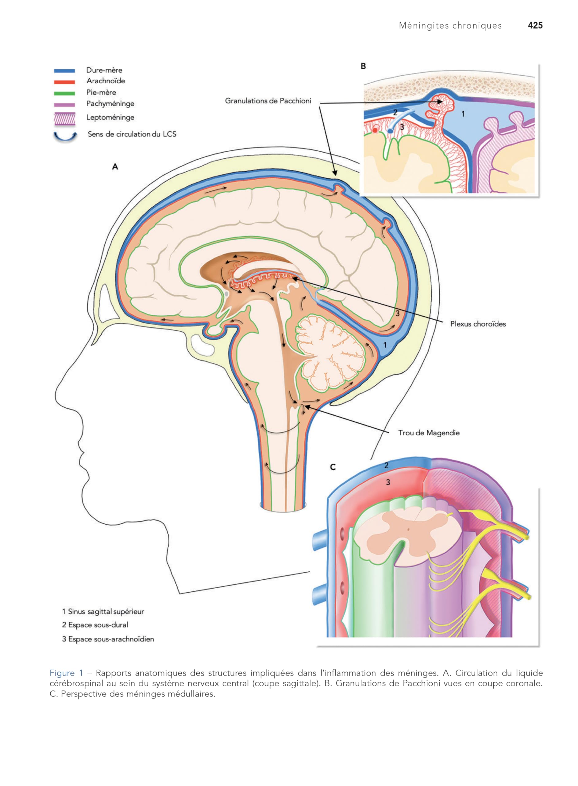 Diagnostics difficiles en médecine interne: Volume 1