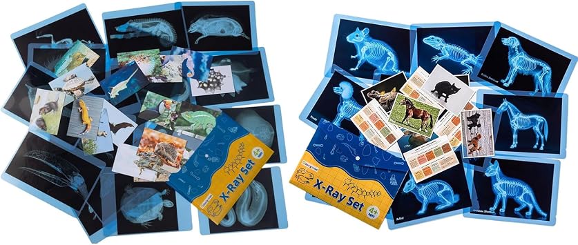 20 Pcs Animal Xrays and Picture Cards - Pet Series Animal Xrays for Kids, Pet Xrays Set, Light Table Accessories, Perfect for Vet Role Play and Learning About Pets Anatomy