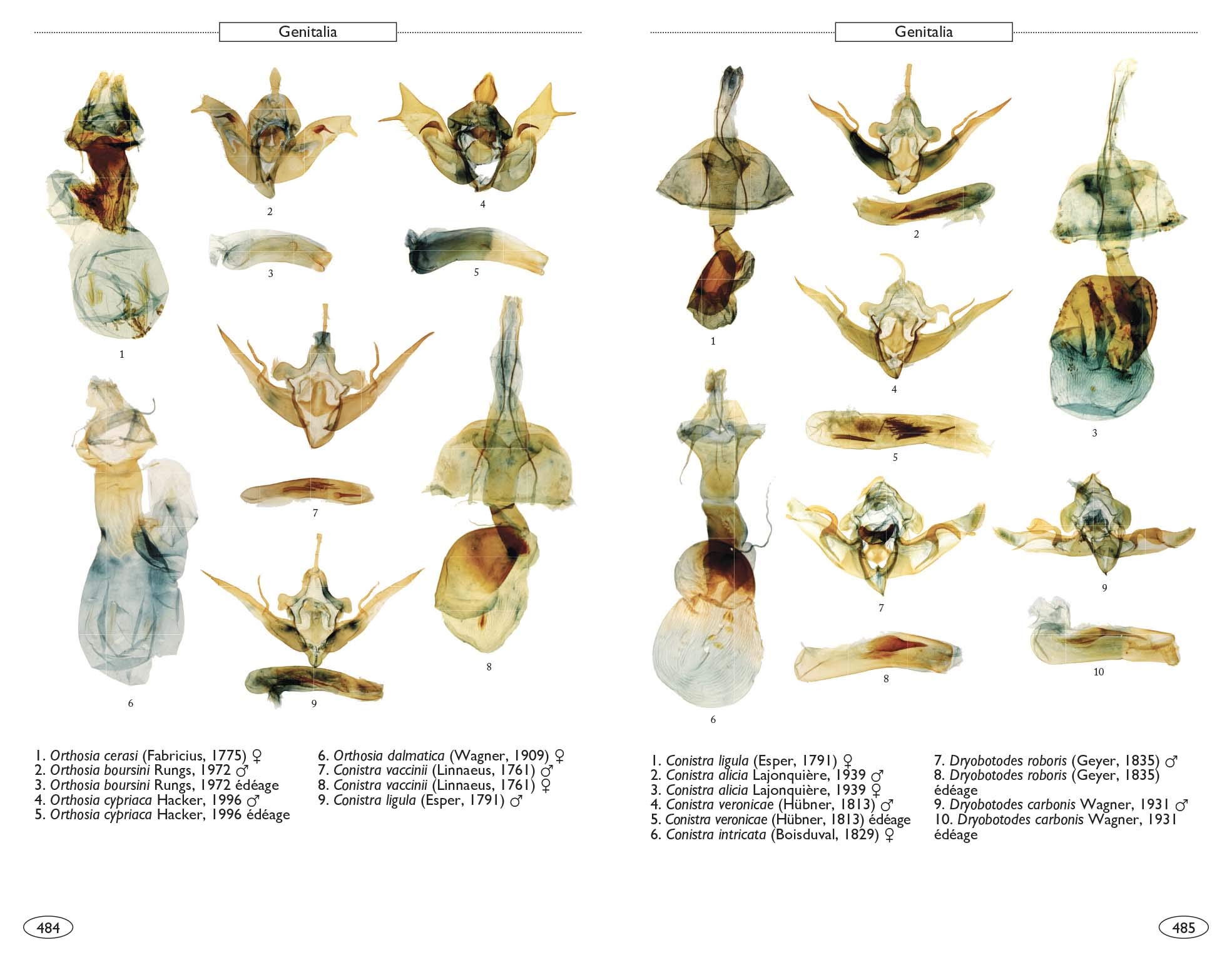 Papillons de nuit d'Europe: Volume 6, Noctuelles 2