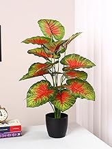Home Bloom Artificial Miniature PVC Silk Red Calathea Floor Plant with Big Leaves with Pot (65 cm Tall)