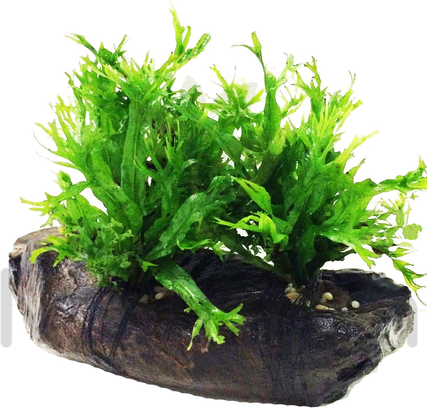 Planted on Driftwood (6 Inches) Freshwater Easy Low Light Live Aquarium Plant Decorations 3 Days Guarantee L8