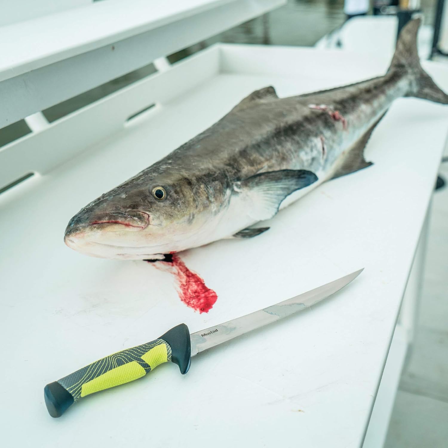 Knife Kit 3 Pc + Sharperner Set : Sports & Outdoors