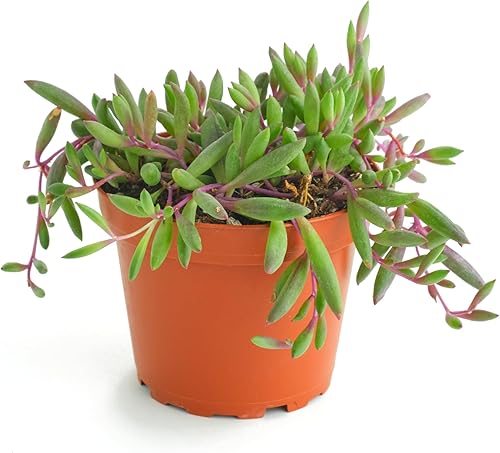 Shop Succulents Collar de rubí colgante suculenta, Othonna Capensis, planta suculenta viva de 4 pulgadas totalmente arraigada, planta de interior de