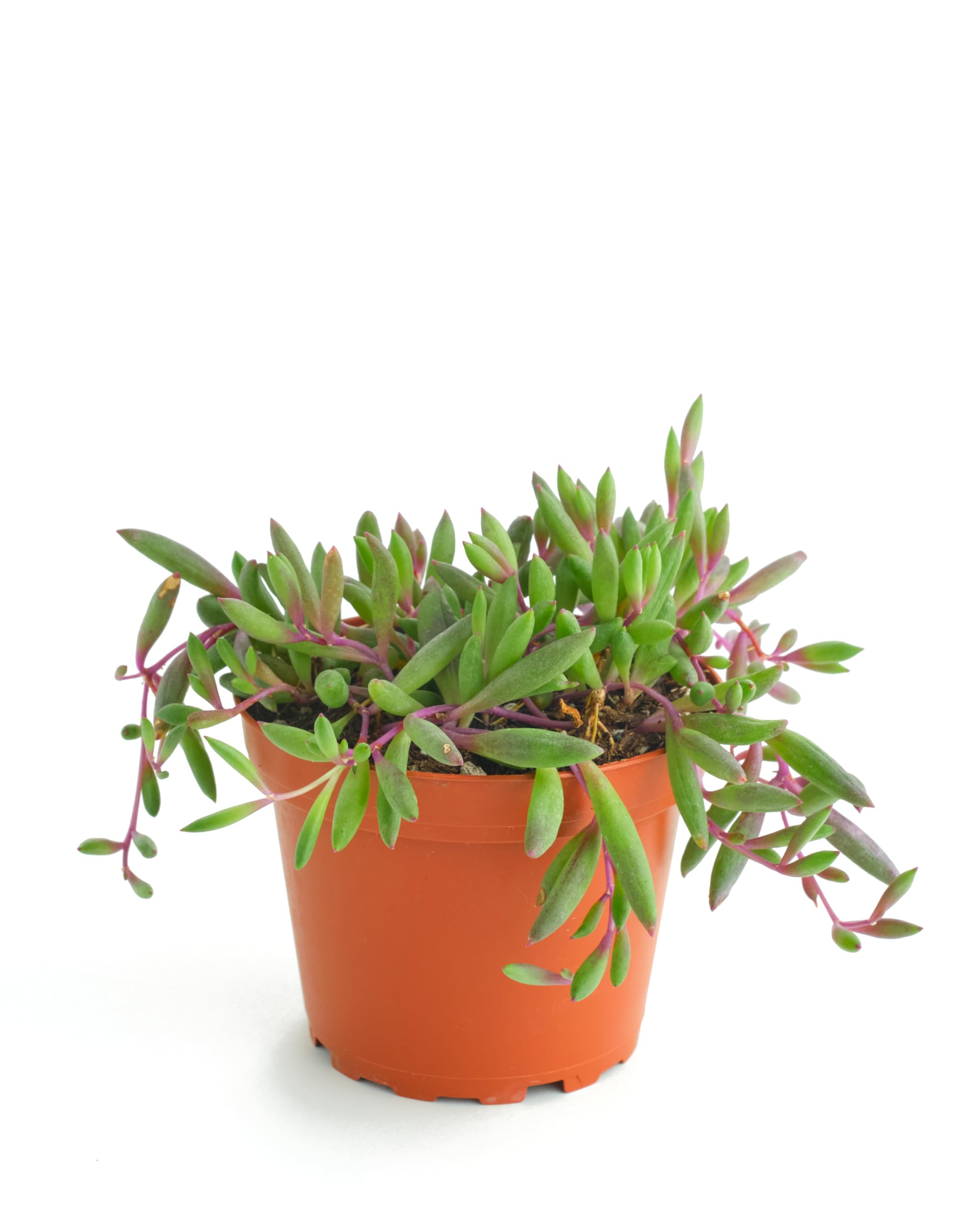 Shop Succulents Ruby Necklace Hanging Succulent, Othonna Capensis, Fully Rooted Live 4" Succulent Plant, Low Maintenance Indoor Plant, Trailing