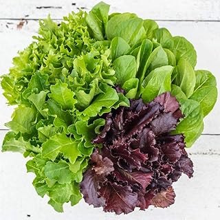 Seeds Indoor Lettuce Baby Vitamin Mix Heirloom Vegetable for Planting Non GMO 1000 Seeds
