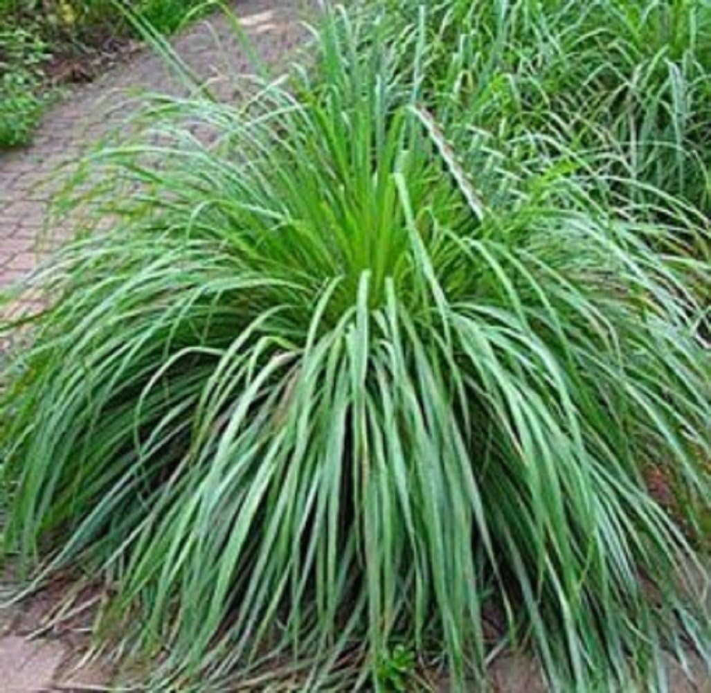 Mosquito Repelling Lemon Grass Plant Seeds 100 Seeds