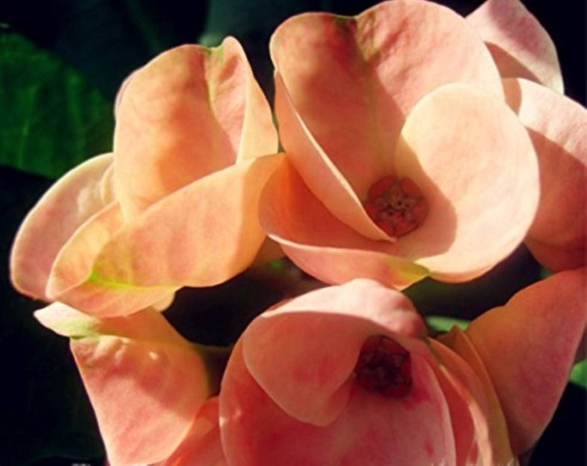 Euphorbia Milii Hybrid Middle 100 seeds Big Flowers Crown Of Thorns Seeds Graptopetalum Rusbyi 2 #32694628475ST